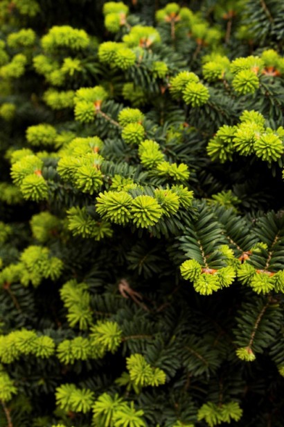 Хвоя пихты бальзамической Нана: короткая, мягкая и густая, создает плотный зеленый покров.